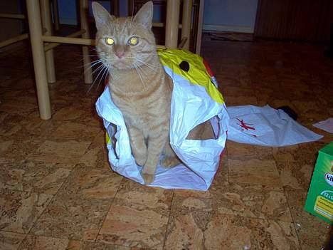 Blanding af racer Pelle billede 4