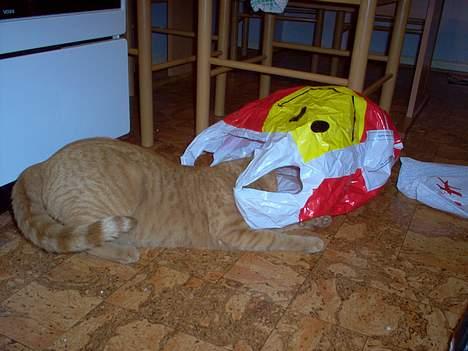 Blanding af racer Pelle billede 5