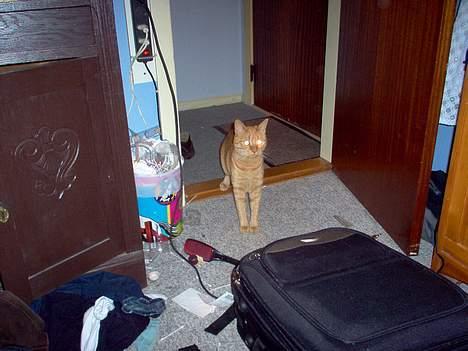 Blanding af racer Pelle billede 6