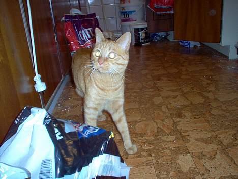 Blanding af racer Pelle billede 7