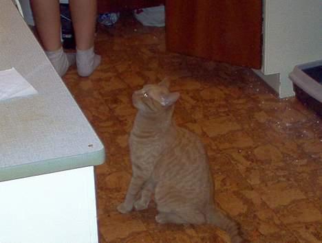 Blanding af racer Pelle billede 8