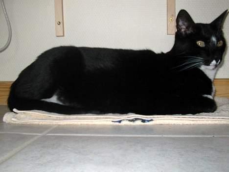 Blanding af racer Pixi - Her ligger han lige og tager en lur under computeren .. Ynglings-sted ..(efter i sofaen ovenpå en mave..)(Fotograf: Lena E) billede 4