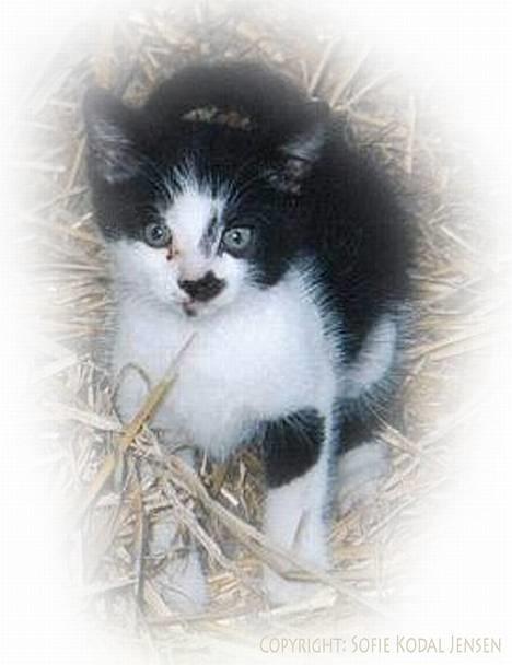 Huskat Plet - Her er jeg ca. 2 mdr. gammel billede 6