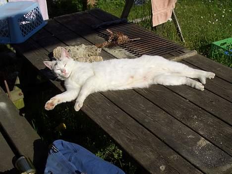 Blanding af racer Cordelia billede 1