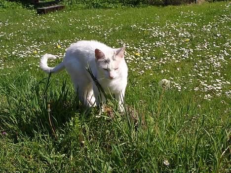 Blanding af racer Cordelia billede 2