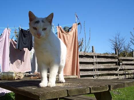 Blanding af racer Cordelia billede 4