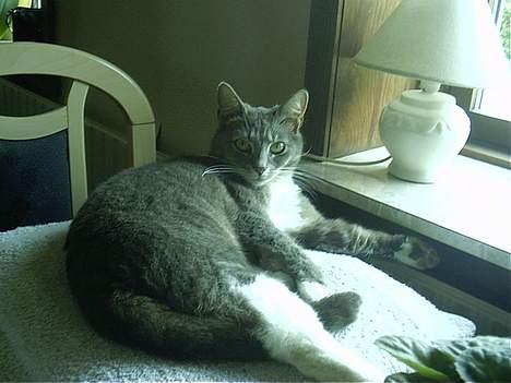 Blanding af racer Missemor billede 8