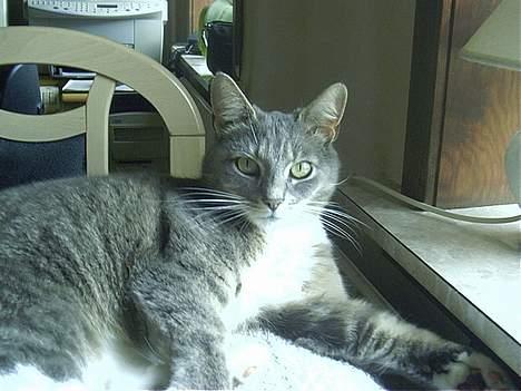 Blanding af racer Missemor billede 9