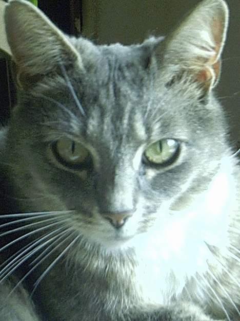 Blanding af racer Missemor - Se mit smukke ansigt, hihi billede 10