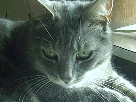 Blanding af racer Missemor billede 11