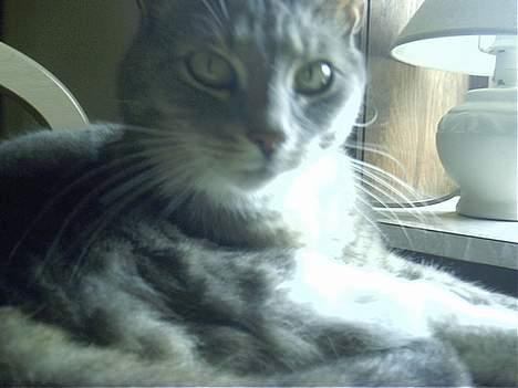 Blanding af racer Missemor billede 12