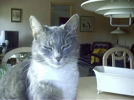 Blanding af racer Missemor billede 13