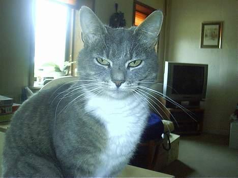 Blanding af racer Missemor - Sidder lige her og halvsover billede 14