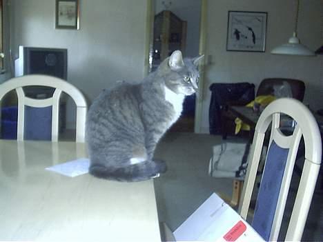 Blanding af racer Missemor billede 15