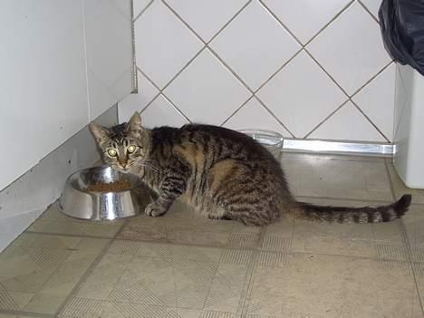 Blanding af racer Joachim billede 5