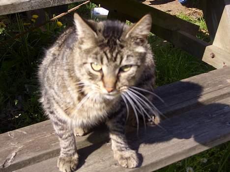 Blanding af racer Joachim billede 6