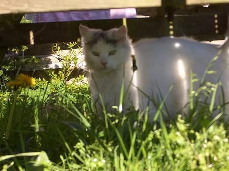 Norsk Skovkat Tumling billede 6