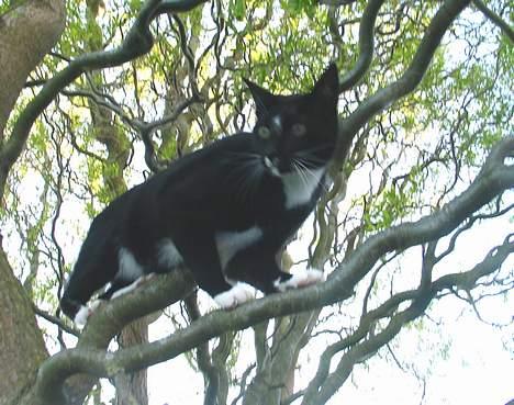 Blanding af racer Pixi - WoW, her har man overblik over hele haven !(Fotograf: Lena E) billede 5