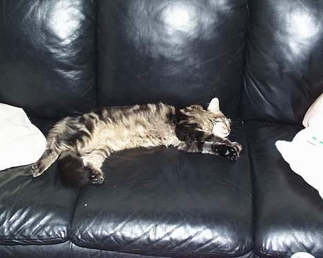 Maine Coon Ditocas Aros billede 5