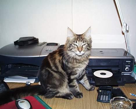 Maine Coon Ditocas Aros billede 7