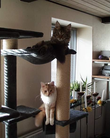 Maine Coon Ditocas Aros billede 8