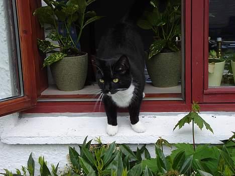 Huskat Lille Lis - Fræk tiger på rov billede 13