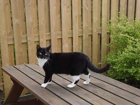 Huskat Lille Lis - Miv billede 14