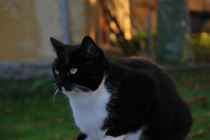 Huskat Lille Lis - Se hvor lækker jeg er billede 15