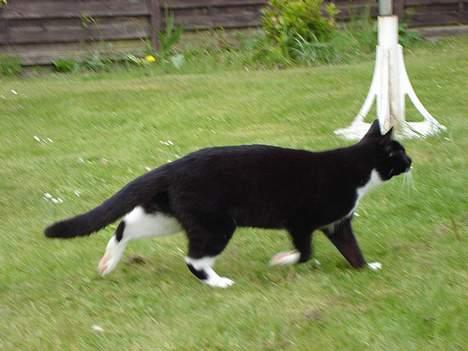 Huskat Lille Lis - Tiger billede 16