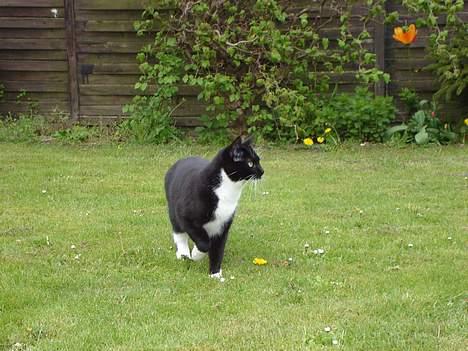 Huskat Lille Lis - Tiger billede 17