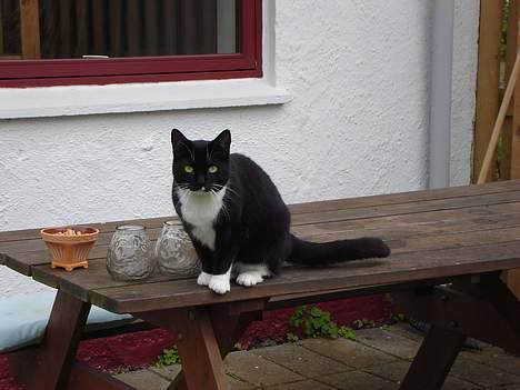 Huskat Lille Lis - Hej billede 19