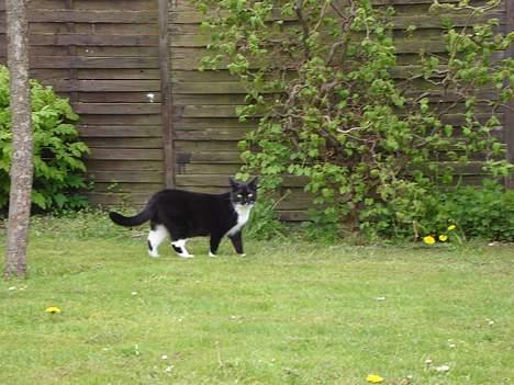 Huskat Lille Lis - Lille Lis fanger mus i haven billede 20