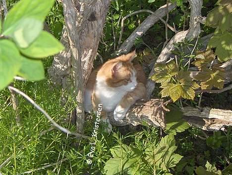 Blanding af racer Vimse *forsvundet* billede 16