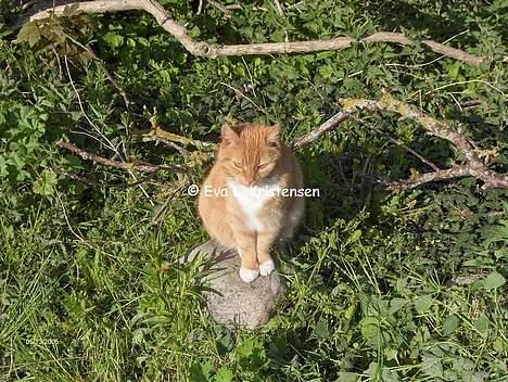 Blanding af racer Miv billede 14