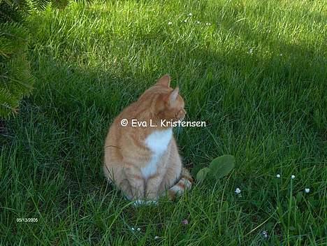 Blanding af racer Miv billede 15