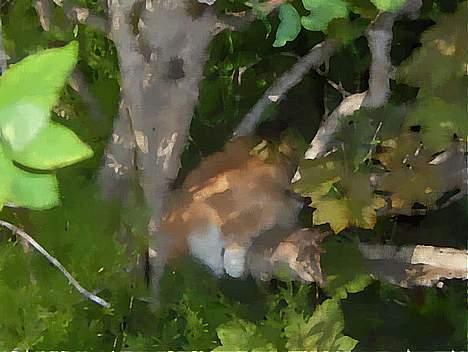 Blanding af racer Vimse *forsvundet* - et billede som har været igennem paint shop pro 9:) billede 17