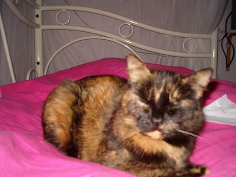 Blanding af racer Wilma billede 12