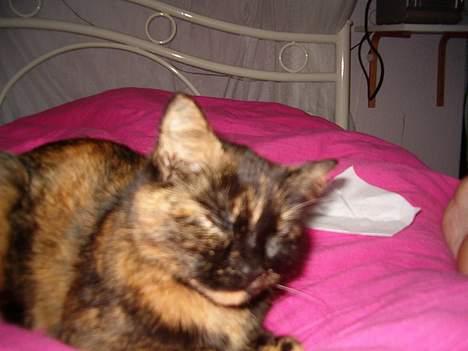 Blanding af racer Wilma billede 13