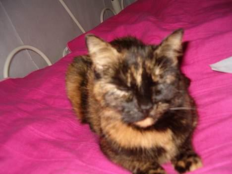 Blanding af racer Wilma billede 14