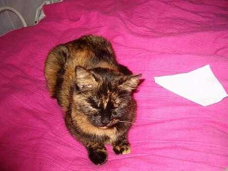 Blanding af racer Wilma billede 15