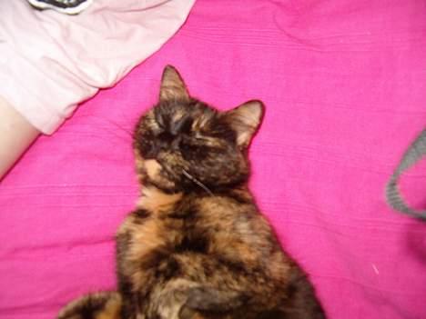 Blanding af racer Wilma billede 17