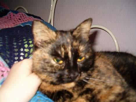 Blanding af racer Wilma billede 19