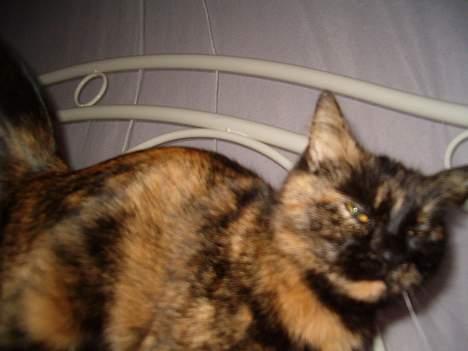 Blanding af racer Wilma billede 20