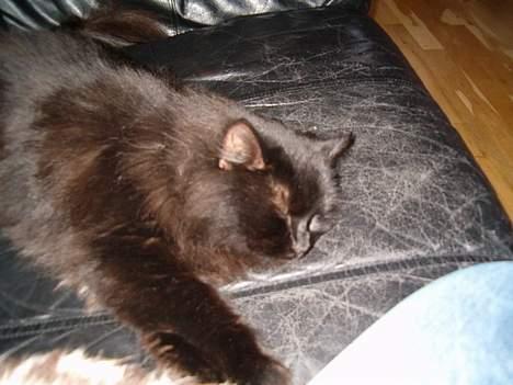 Norsk Skovkat Emma billede 11