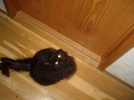 Norsk Skovkat Emma billede 12