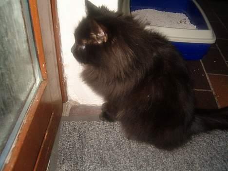 Norsk Skovkat Emma billede 13