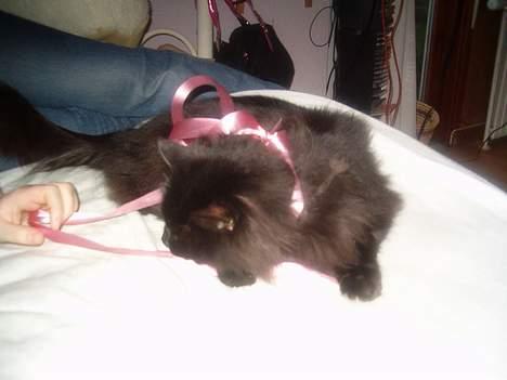 Norsk Skovkat Emma billede 14