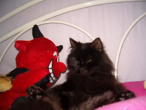 Norsk Skovkat Emma billede 15