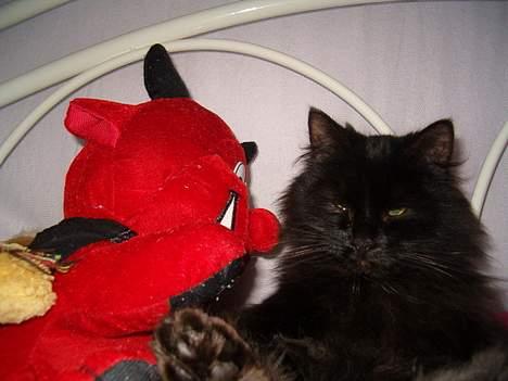 Norsk Skovkat Emma billede 16