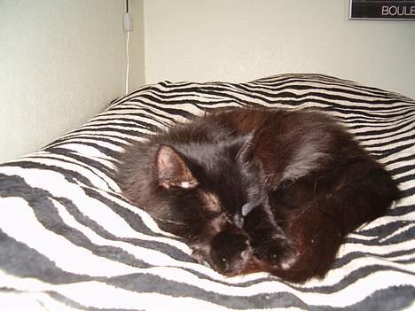 Norsk Skovkat Emma billede 17